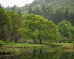 Trees are poems written from the earth up to heaven